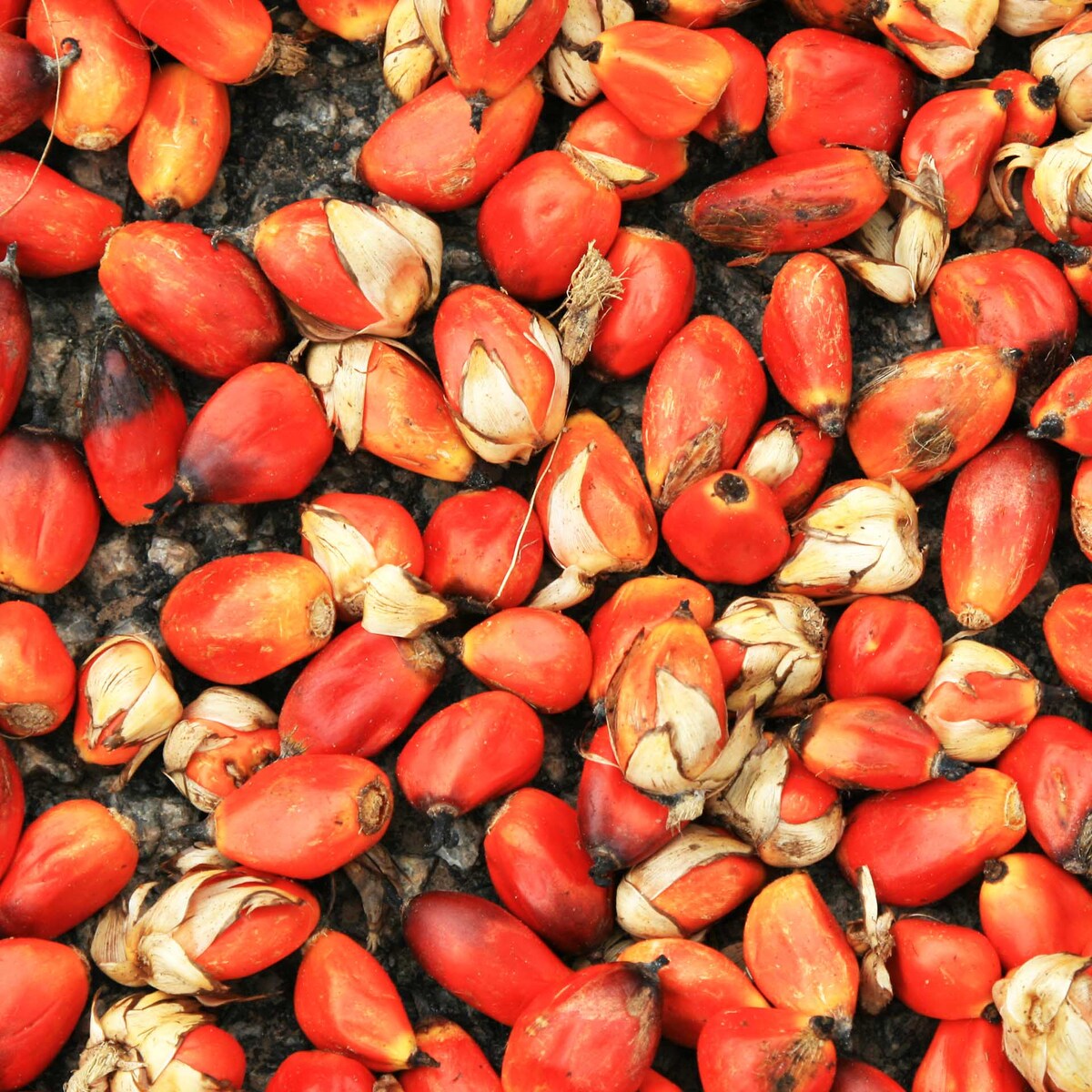 Palm oil sourcing