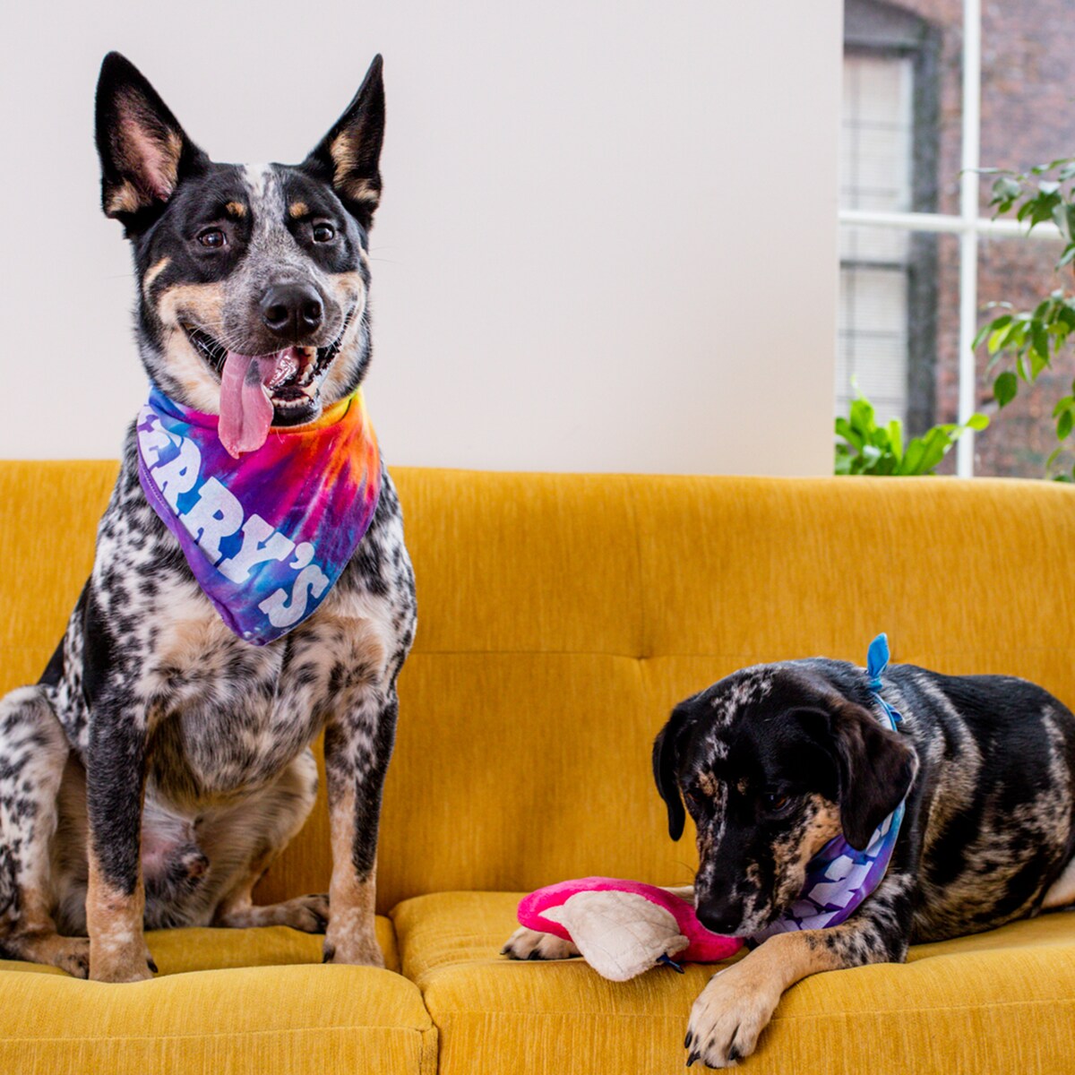Dog at Ben & Jerry's offices
