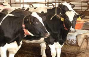 4.1_St.-Albans-cows.jpg