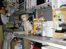 7.5_Lucy-ChompionDawg.jpg