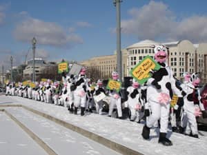 9.1.1_CowDemonstration-006.jpg