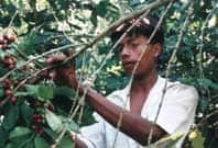 fairTradeCoffee1.jpg