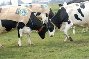 13-NL-Caring-Cows.jpg