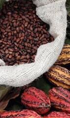 cocoa-cote-d'ivoire.png