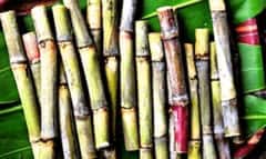 sugar-cane.png