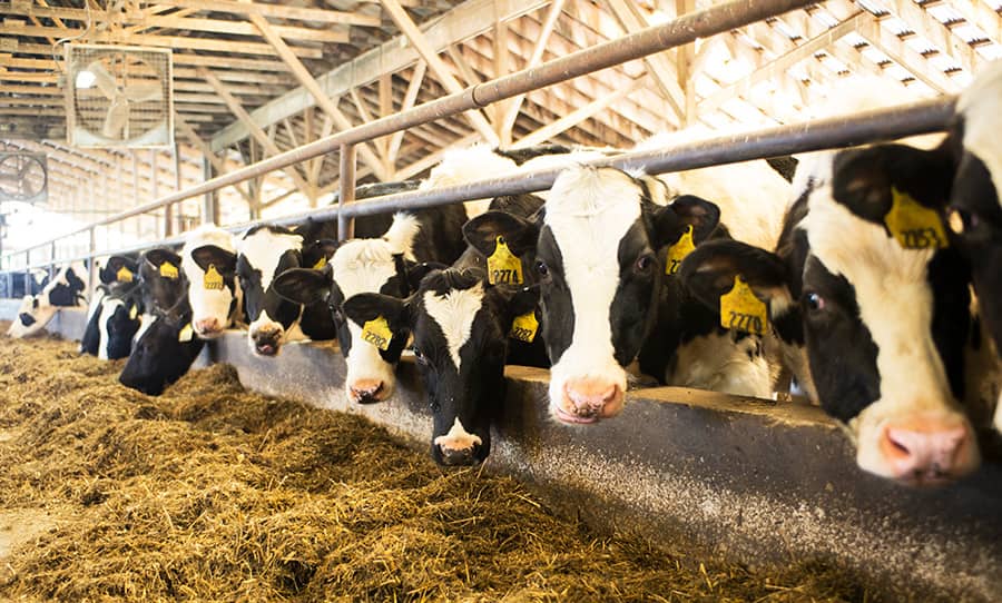 CaringDairyHerd.jpg