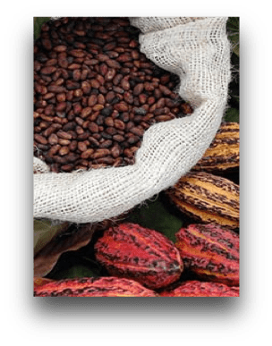 A sack of cocoa beans