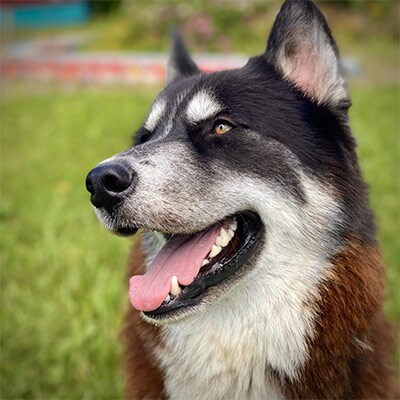 Kepler, dog