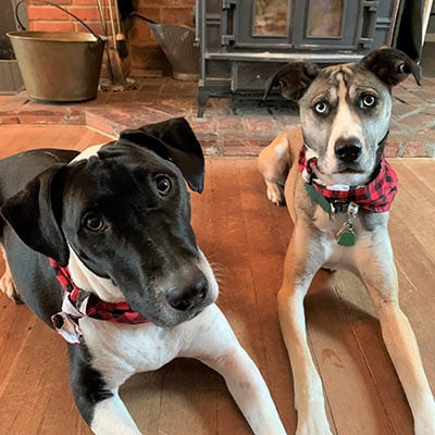 Violet and Rosie, dogs