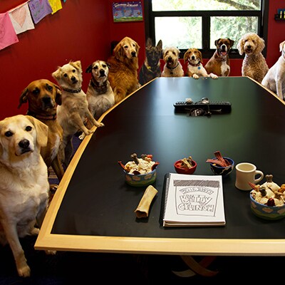 Insanely Cute Dogs