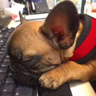 Pontch - Insanely Cute Dog
