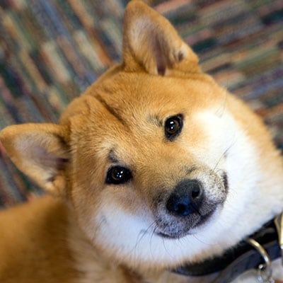 Jax - Insanely Cute Dog