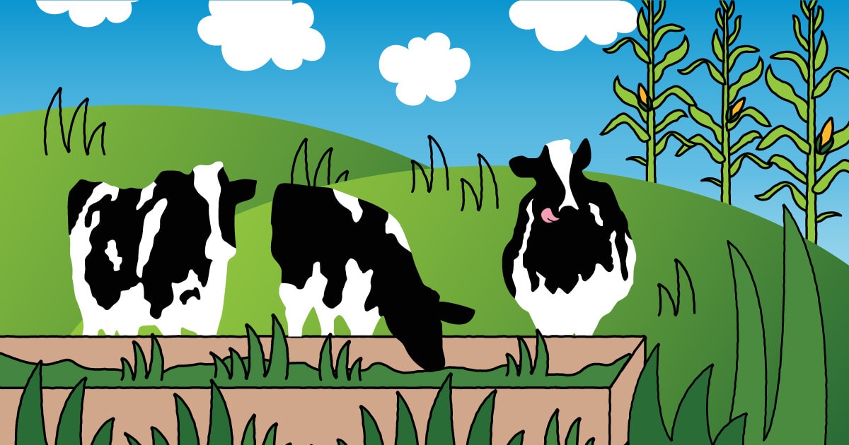You Are What You Eat: Why We're Working to Ensure Our Cows Eat Local | Ben  & Jerry's