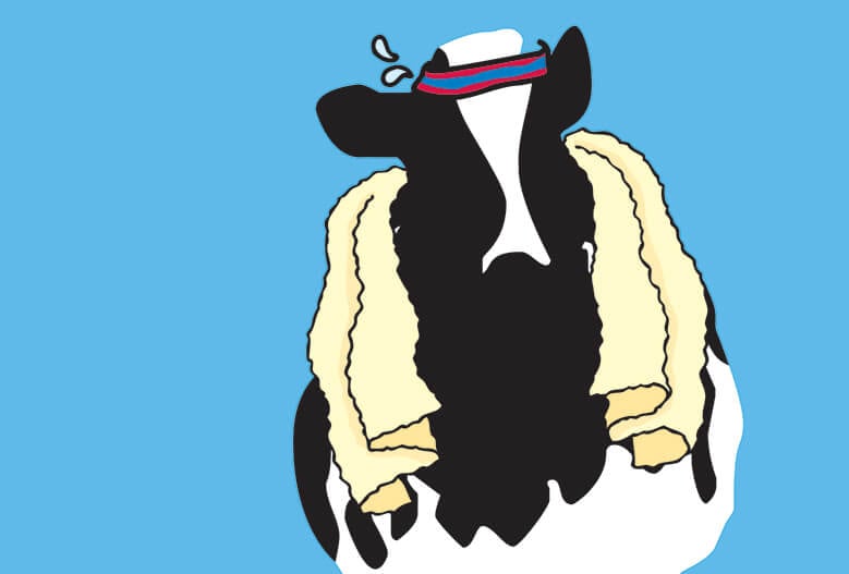 Woody the cow