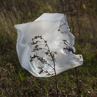 Plastic bag stuck to a bush