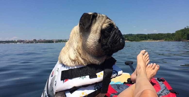 A dog on a boat