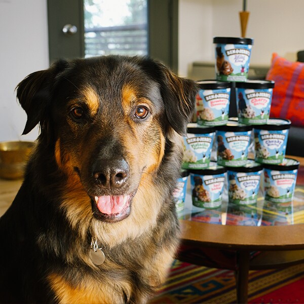 Ben & Jerry's Ice Cream being guarded by a dog.