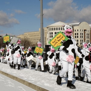 people in cow suits