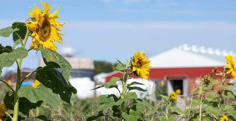 Caring Dairy farm in Franklin County, VT