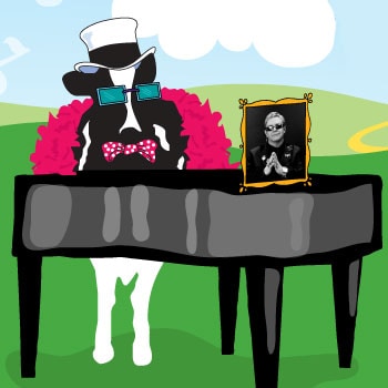 A Picture of a cow playing a piano with an Elton John Photo