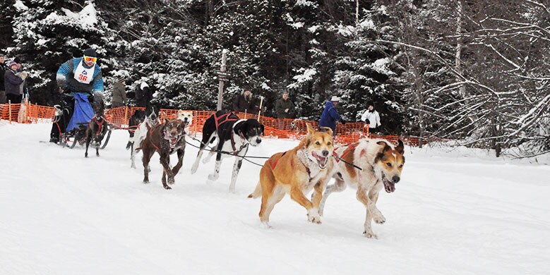 Dogsledding at Little River State Park - Ben & Jerry's
